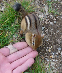 Wally the chipmunk