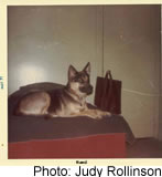 Judy Rollinson photo of Hund
